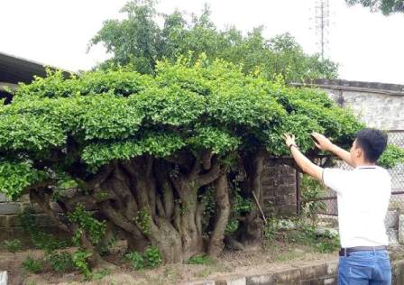 Cụ duối gần 300 tuổi giá 1,2 tỷ ăn đứt xe Camry có gì đặc biệt?