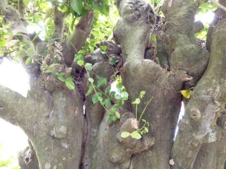 Cụ duối gần 300 tuổi giá 1,2 tỷ ăn đứt xe Camry có gì đặc biệt?