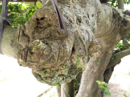 Cụ duối gần 300 tuổi giá 1,2 tỷ ăn đứt xe Camry có gì đặc biệt?