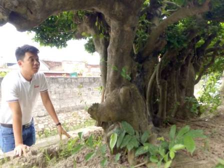 Cụ duối gần 300 tuổi giá 1,2 tỷ ăn đứt xe Camry có gì đặc biệt?