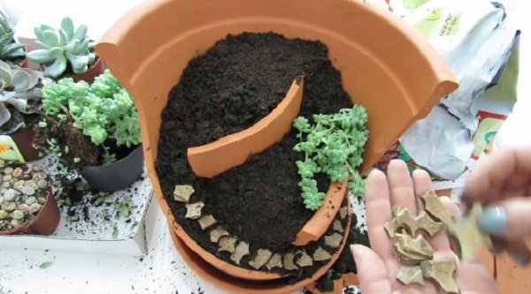 Không cần mua chậu mới, vẫn trồng được cả vườn cây cảnh mini tuyệt đẹp từ mảnh chậu vỡ Không cần mua chậu mới, vẫn trồng được cả vườn cây cảnh mini tuyệt đẹp từ mảnh chậu vỡ