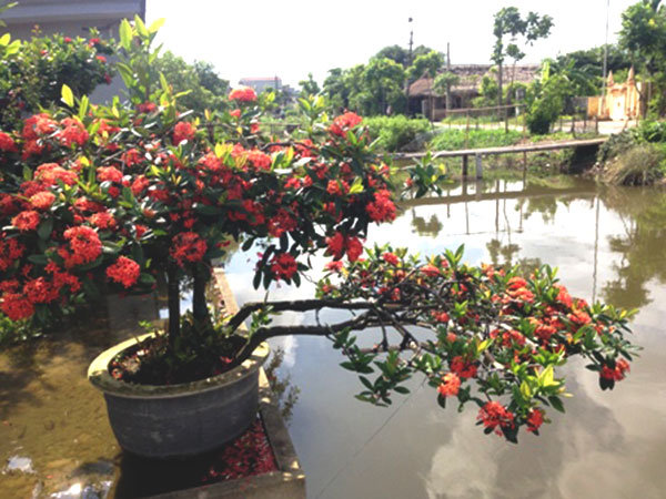 Trồng ngay hoa mẫu đơn đỏ chơi tết cho nhà thêm phú quý Trồng ngay hoa mẫu đơn đỏ chơi tết cho nhà thêm phú quý