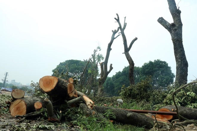 Chủ tịch Hà Nội kiểm tra đột xuất việc chặt hạ cây xanh