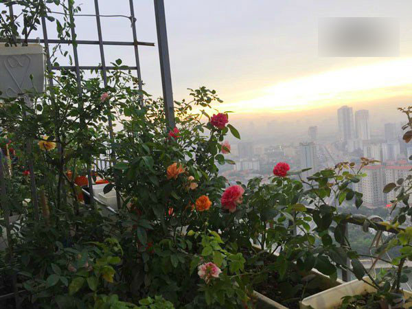 Ban công vỏn vẹn 3m² có trăm gốc hồng đua nở sáng rực chung cư của mẹ Hà Thành