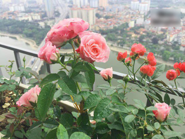 Ban công vỏn vẹn 3m² có trăm gốc hồng đua nở sáng rực chung cư của mẹ Hà Thành