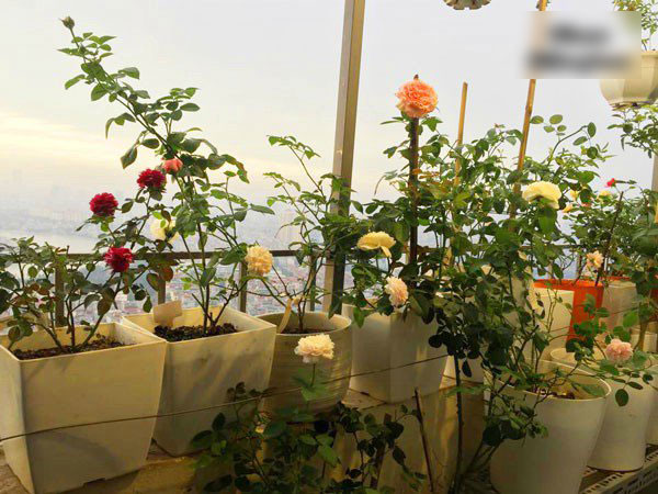 Ban công vỏn vẹn 3m² có trăm gốc hồng đua nở sáng rực chung cư của mẹ Hà Thành