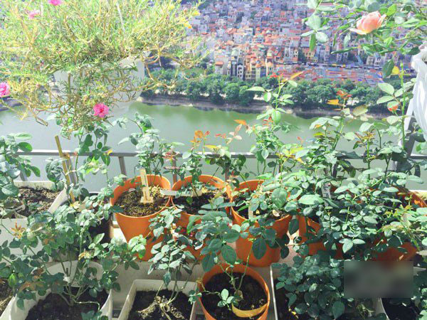 Ban công vỏn vẹn 3m² có trăm gốc hồng đua nở sáng rực chung cư của mẹ Hà Thành