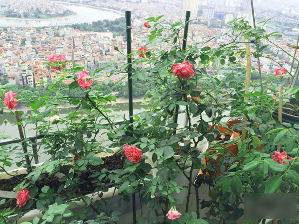 Ban công vỏn vẹn 3m² có trăm gốc hồng đua nở sáng rực chung cư của mẹ Hà Thành