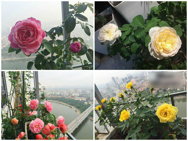 Ban công vỏn vẹn 3m² có trăm gốc hồng đua nở sáng rực chung cư của mẹ Hà Thành Ban công vỏn vẹn 3m² có trăm gốc hồng đua nở sáng rực chung cư của mẹ Hà Thành