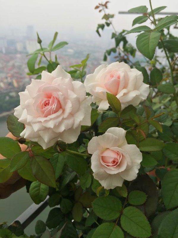 Ban công vỏn vẹn 3m² có trăm gốc hồng đua nở sáng rực chung cư của mẹ Hà Thành