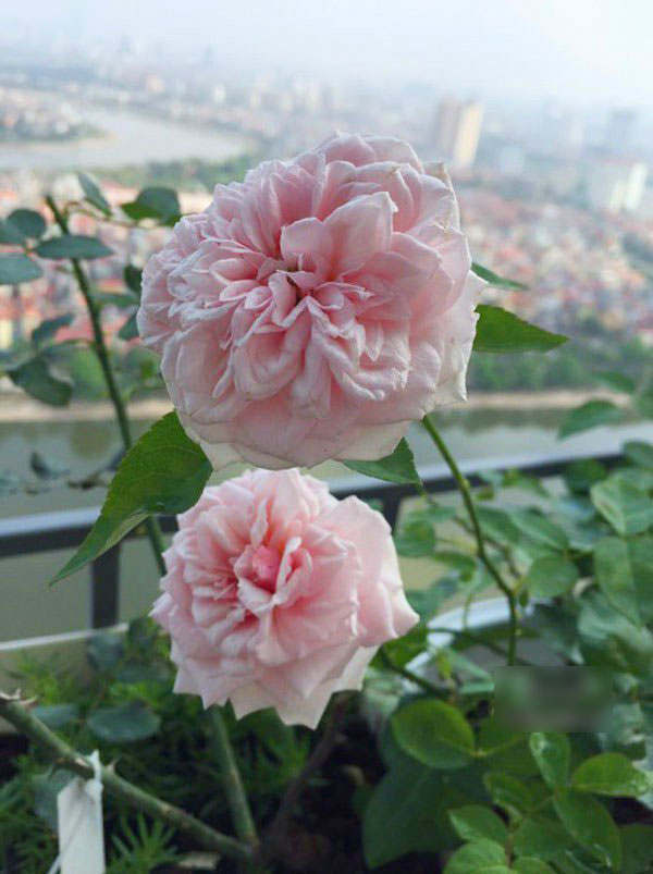 Ban công vỏn vẹn 3m² có trăm gốc hồng đua nở sáng rực chung cư của mẹ Hà Thành