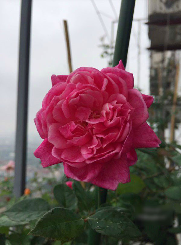 Ban công vỏn vẹn 3m² có trăm gốc hồng đua nở sáng rực chung cư của mẹ Hà Thành