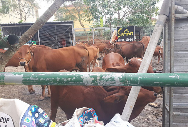 Hàng chục con bò thả rông trong thành phố bị gom về trụ sở phường