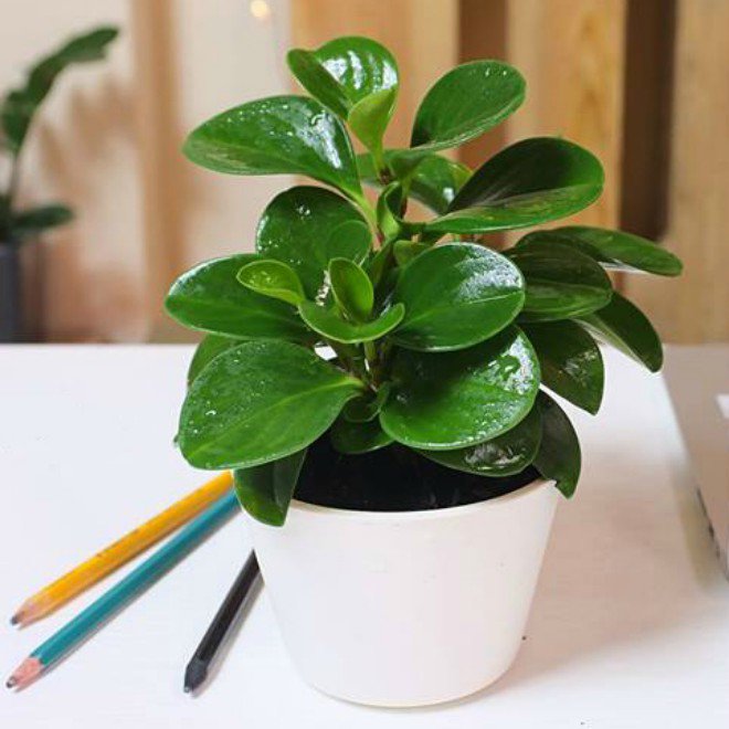 9 loại cây cảnh để bàn vừa đẹp vừa mang lại tài lộc nhất định nên bày 9 loại cây cảnh để bàn vừa đẹp vừa mang lại tài lộc nhất định nên bày