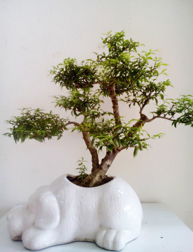 9 loại cây cảnh để bàn vừa đẹp vừa mang lại tài lộc nhất định nên bày 9 loại cây cảnh để bàn vừa đẹp vừa mang lại tài lộc nhất định nên bày