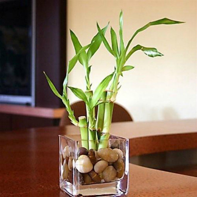 9 loại cây cảnh để bàn vừa đẹp vừa mang lại tài lộc nhất định nên bày 9 loại cây cảnh để bàn vừa đẹp vừa mang lại tài lộc nhất định nên bày