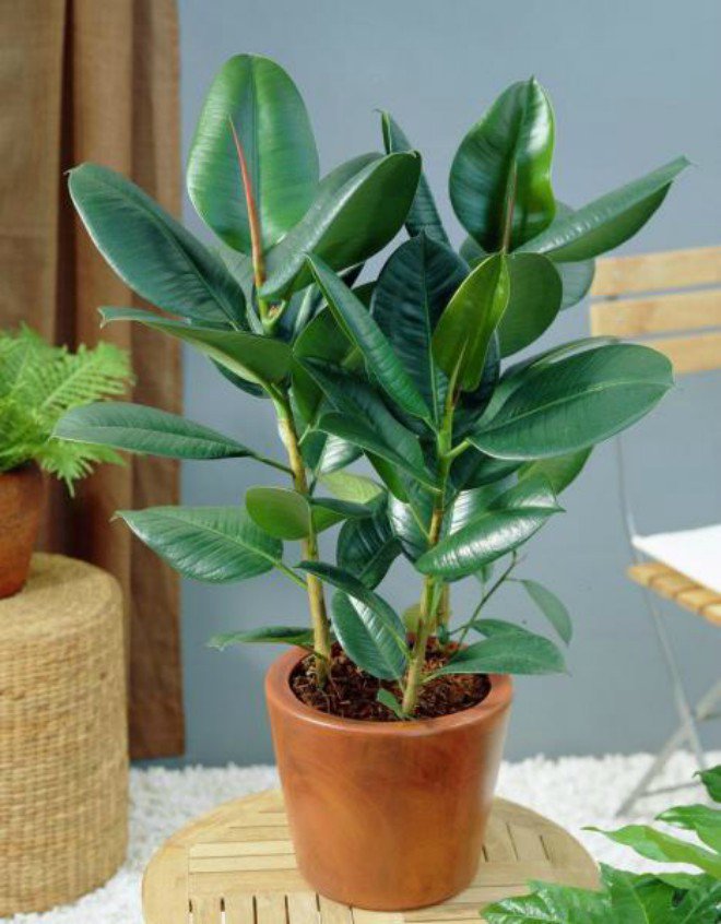 9 loại cây cảnh để bàn vừa đẹp vừa mang lại tài lộc nhất định nên bày 9 loại cây cảnh để bàn vừa đẹp vừa mang lại tài lộc nhất định nên bày