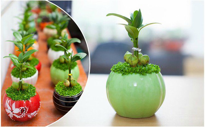 9 loại cây cảnh để bàn vừa đẹp vừa mang lại tài lộc nhất định nên bày 9 loại cây cảnh để bàn vừa đẹp vừa mang lại tài lộc nhất định nên bày