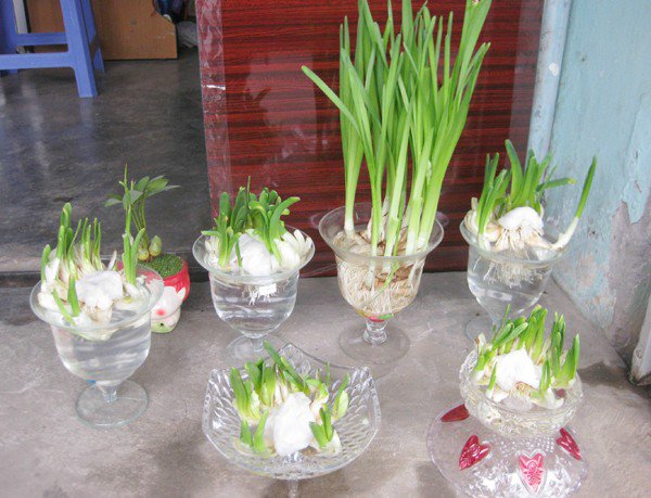 Mùa này, trồng ngay cây thủy tiên để có bình hoa vừa đẹp lại sang kịp chơi Tết Mùa này, trồng ngay cây thủy tiên để có bình hoa vừa đẹp lại sang kịp chơi Tết