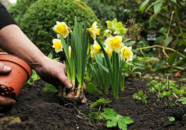 Mùa này, trồng ngay cây thủy tiên để có bình hoa vừa đẹp lại sang kịp chơi Tết Mùa này, trồng ngay cây thủy tiên để có bình hoa vừa đẹp lại sang kịp chơi Tết