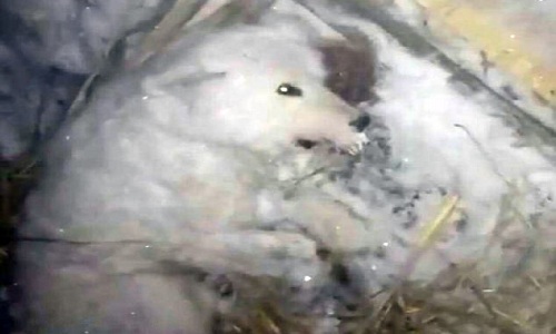 Chó bị dội nước đông cứng thành khối băng giữa trời -32 độ