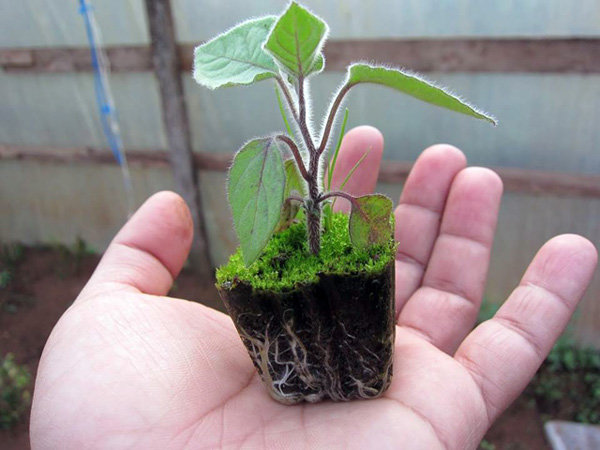 Cách trồng 4 loại rau thần dược đang được chị em săn lùng nhiều nhất Cách trồng 4 loại rau thần dược đang được chị em săn lùng nhiều nhất