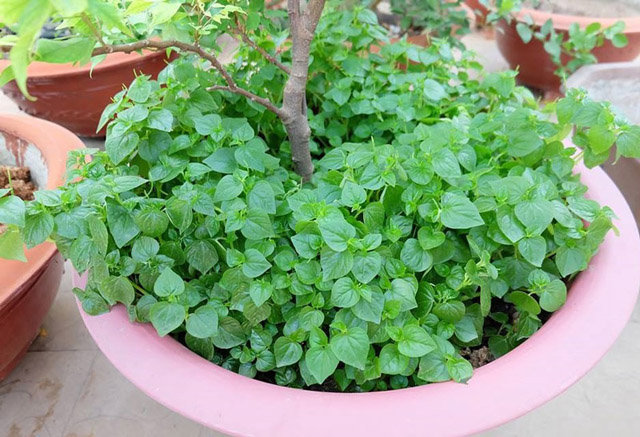Cách trồng 4 loại rau thần dược đang được chị em săn lùng nhiều nhất Cách trồng 4 loại rau thần dược đang được chị em săn lùng nhiều nhất