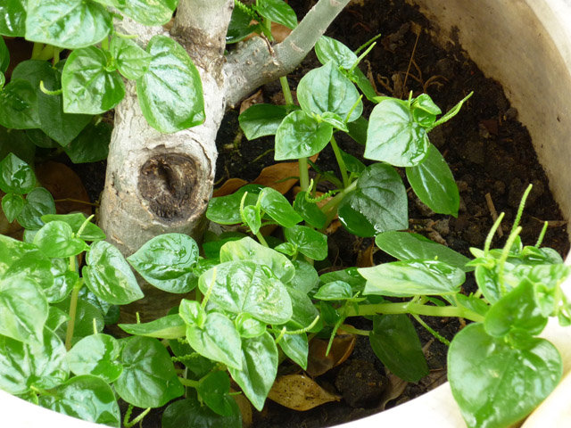 Cách trồng 4 loại rau thần dược đang được chị em săn lùng nhiều nhất Cách trồng 4 loại rau thần dược đang được chị em săn lùng nhiều nhất