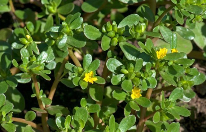 Cách trồng 4 loại rau thần dược đang được chị em săn lùng nhiều nhất Cách trồng 4 loại rau thần dược đang được chị em săn lùng nhiều nhất