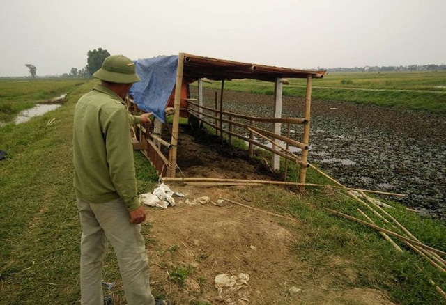 Hải Dương: Hé lộ nguyên nhân vụ hàng chục con trâu bị cắt gân chân
