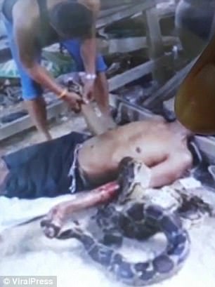 Thái Lan: Bắt trăn khủng về nuôi, hôm sau bị siết tới chết