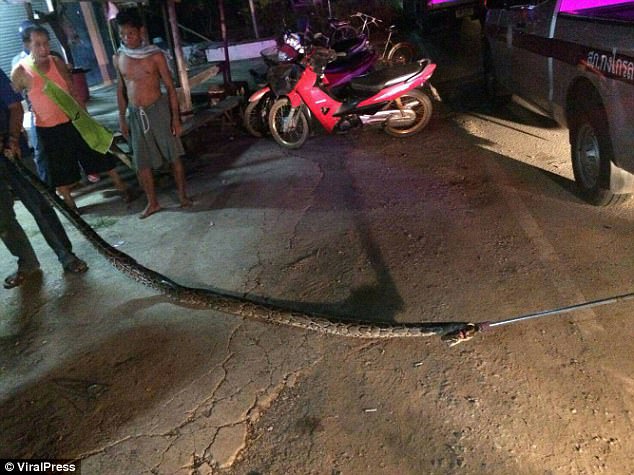 Thái Lan: Bắt trăn khủng về nuôi, hôm sau bị siết tới chết