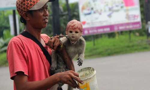 Khỉ bị đeo đầu búp bê để ăn xin ở Indonesia