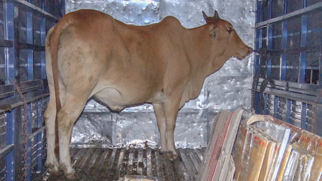 Tài xế chở nghi phạm trộm bò vượt 360 km vào thẳng trụ sở cảnh sát