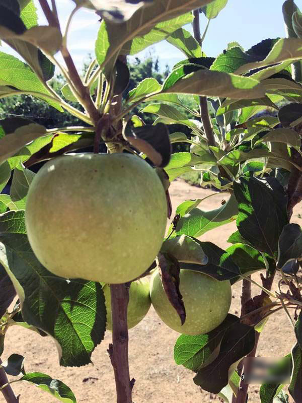 Những khu vườn cây trái sai trĩu trịt đáng ngưỡng mộ của ông bố bà mẹ Việt ở trời Tây