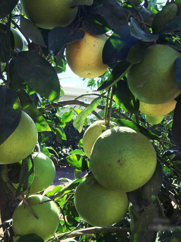 Những khu vườn cây trái sai trĩu trịt đáng ngưỡng mộ của ông bố bà mẹ Việt ở trời Tây