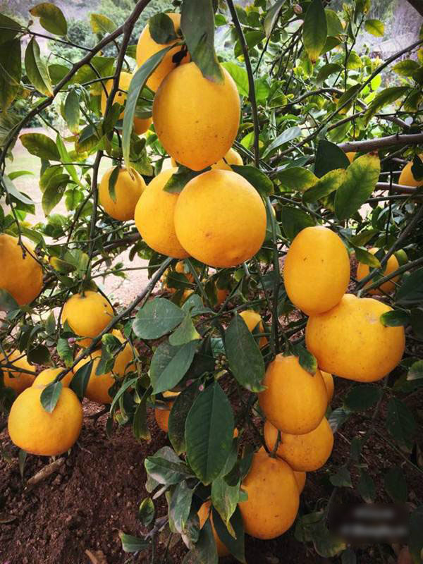 Những khu vườn cây trái sai trĩu trịt đáng ngưỡng mộ của ông bố bà mẹ Việt ở trời Tây