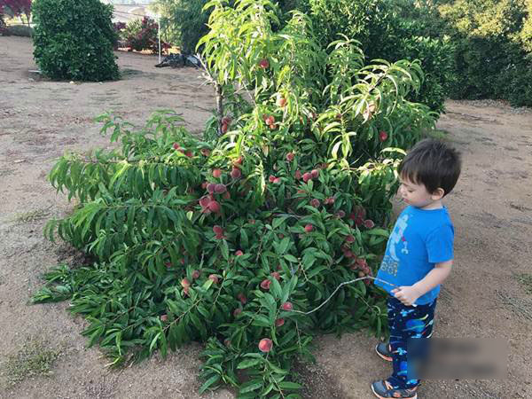 Những khu vườn cây trái sai trĩu trịt đáng ngưỡng mộ của ông bố bà mẹ Việt ở trời Tây