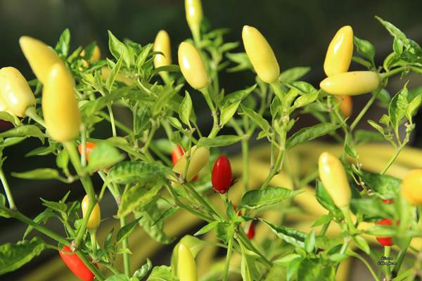 Những khu vườn cây trái sai trĩu trịt đáng ngưỡng mộ của ông bố bà mẹ Việt ở trời Tây