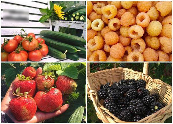 Những khu vườn cây trái sai trĩu trịt đáng ngưỡng mộ của ông bố bà mẹ Việt ở trời Tây