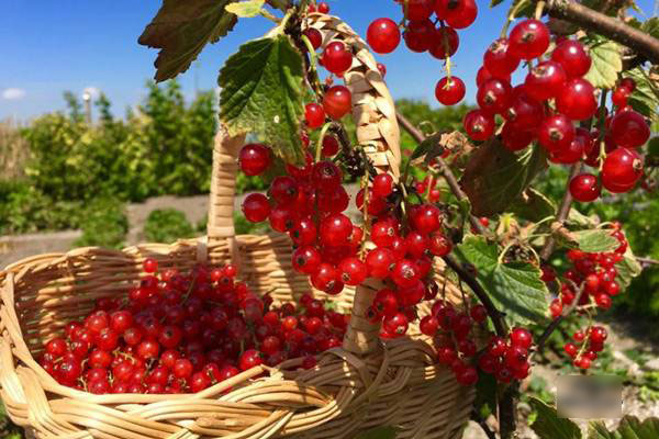 Những khu vườn cây trái sai trĩu trịt đáng ngưỡng mộ của ông bố bà mẹ Việt ở trời Tây