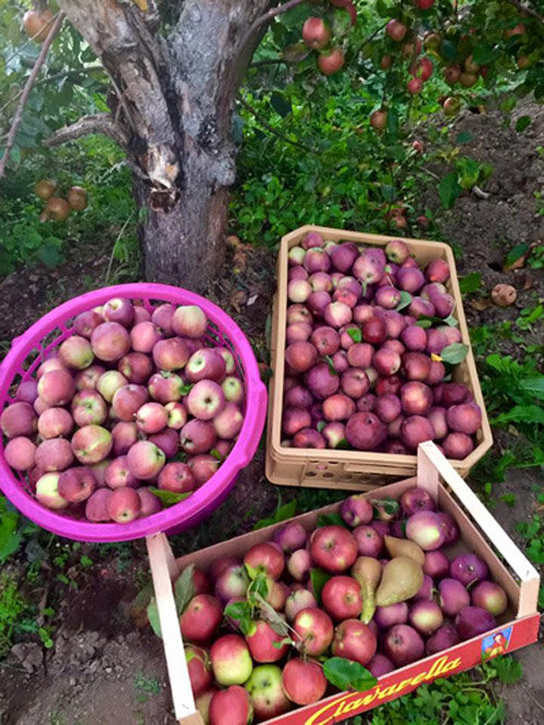 Những khu vườn cây trái sai trĩu trịt đáng ngưỡng mộ của ông bố bà mẹ Việt ở trời Tây