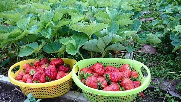 Những khu vườn cây trái sai trĩu trịt đáng ngưỡng mộ của ông bố bà mẹ Việt ở trời Tây