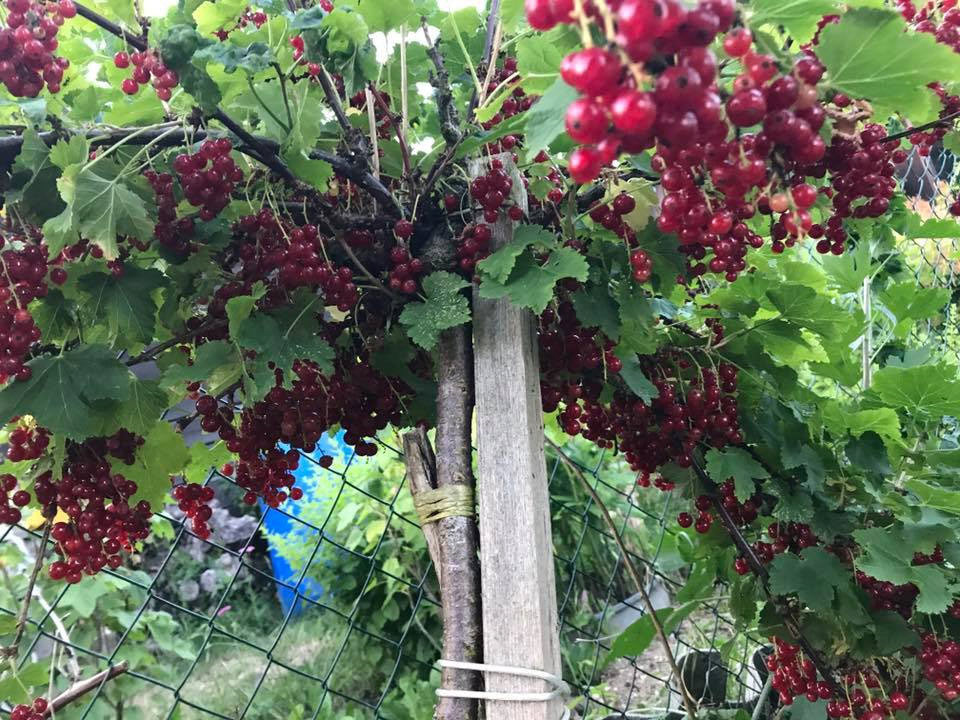 Những khu vườn cây trái sai trĩu trịt đáng ngưỡng mộ của ông bố bà mẹ Việt ở trời Tây