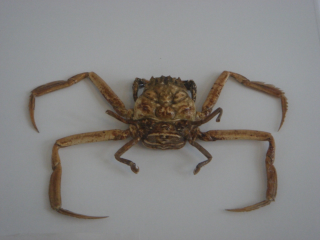 Loài cua kỳ lạ có mai giống hệt khuôn mặt người