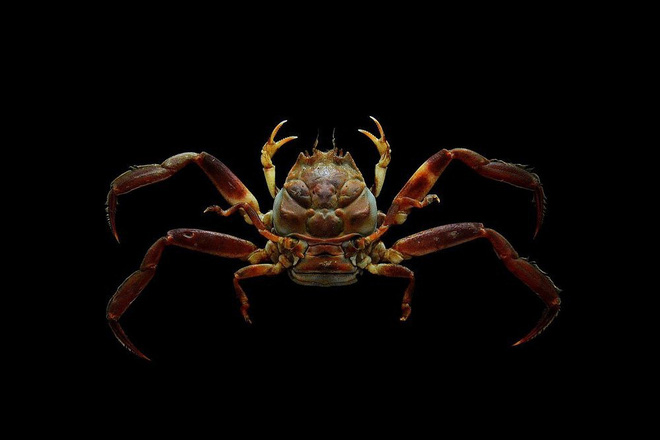 Loài cua kỳ lạ có mai giống hệt khuôn mặt người