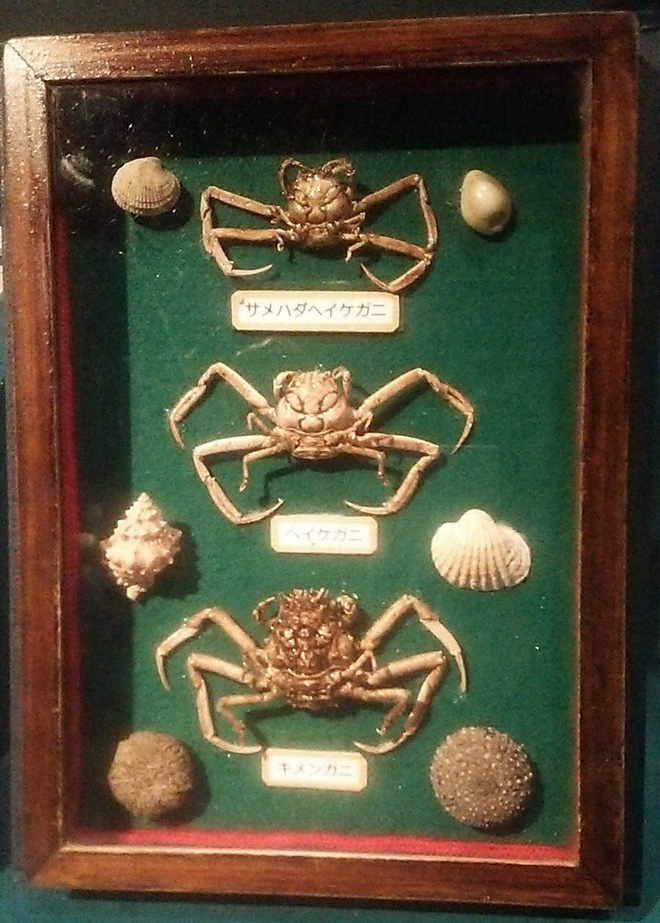 Loài cua kỳ lạ có mai giống hệt khuôn mặt người