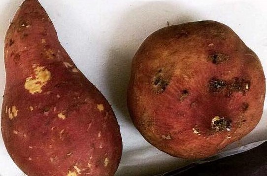 Khoai lang Hàn Quốc 400 ngàn/kg: Chị em mua ăn trừ bữa