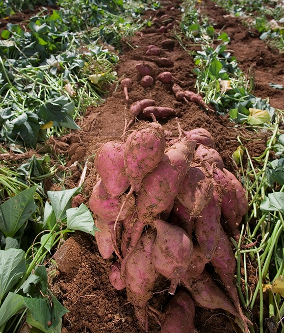 Khoai lang Hàn Quốc 400 ngàn/kg: Chị em mua ăn trừ bữa