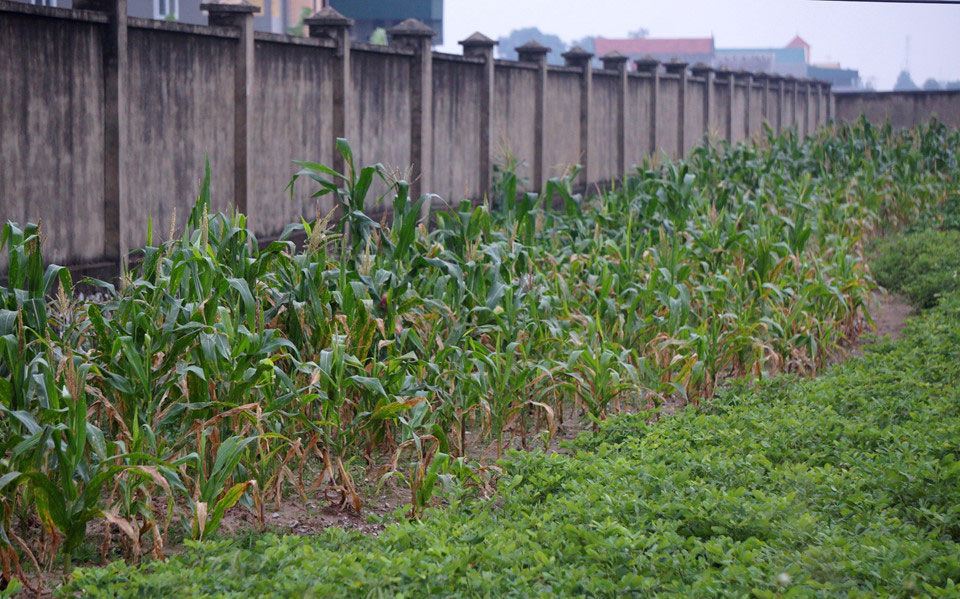 Dự án trường học hơn 30 tỷ bỏ hoang ở Ninh Bình